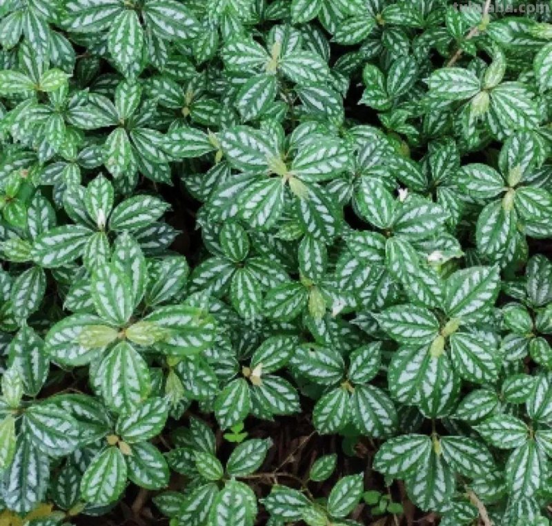 28种耐阴花，没光也能开爆盆，养在家里超有范儿