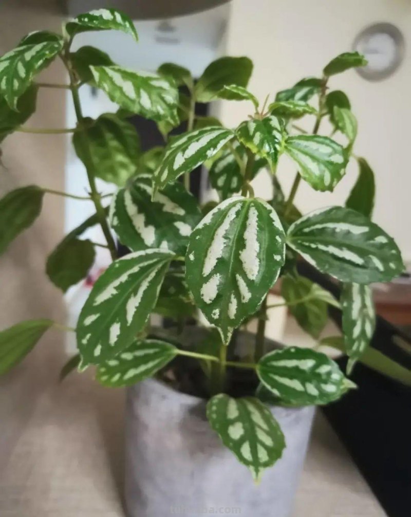 28种耐阴花，没光也能开爆盆，养在家里超有范儿