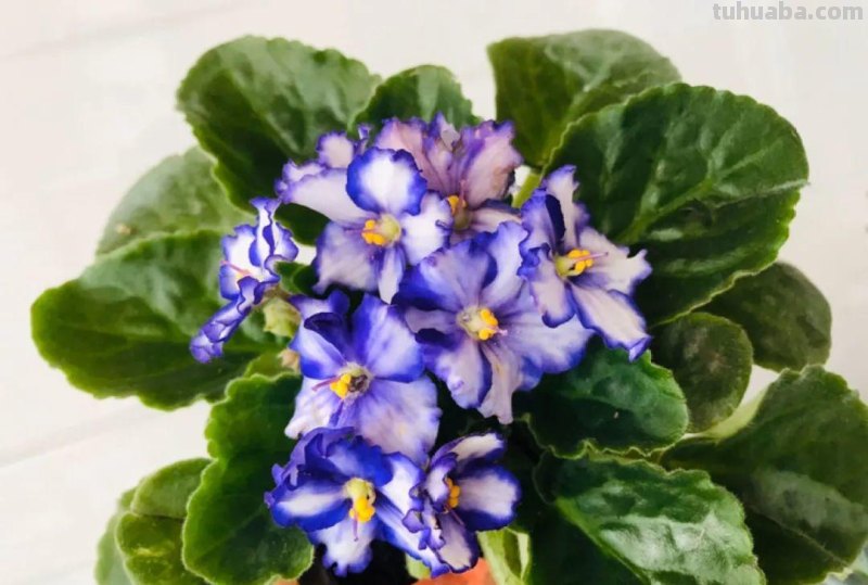 28种耐阴花，没光也能开爆盆，养在家里超有范儿