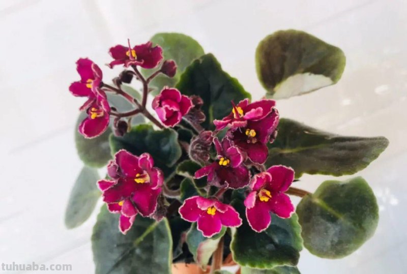 28种耐阴花，没光也能开爆盆，养在家里超有范儿