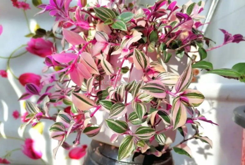 28种耐阴花，没光也能开爆盆，养在家里超有范儿