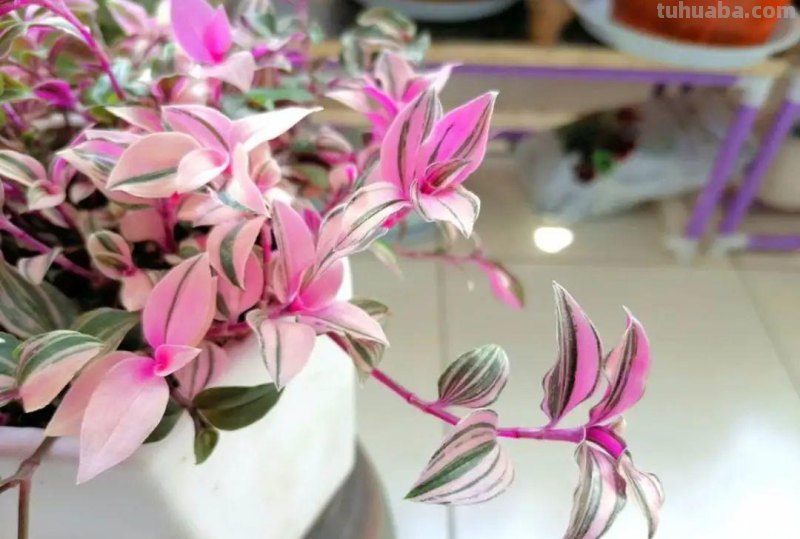 28种耐阴花，没光也能开爆盆，养在家里超有范儿