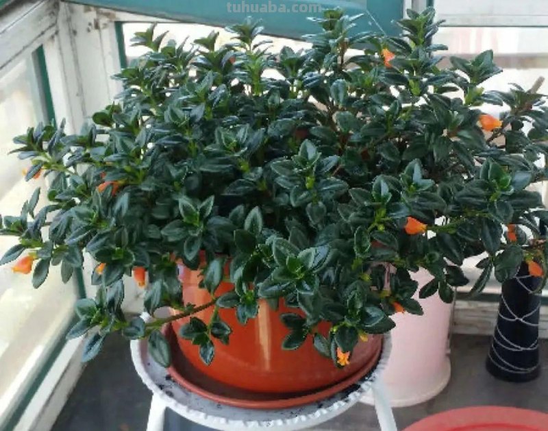 28种耐阴花，没光也能开爆盆，养在家里超有范儿