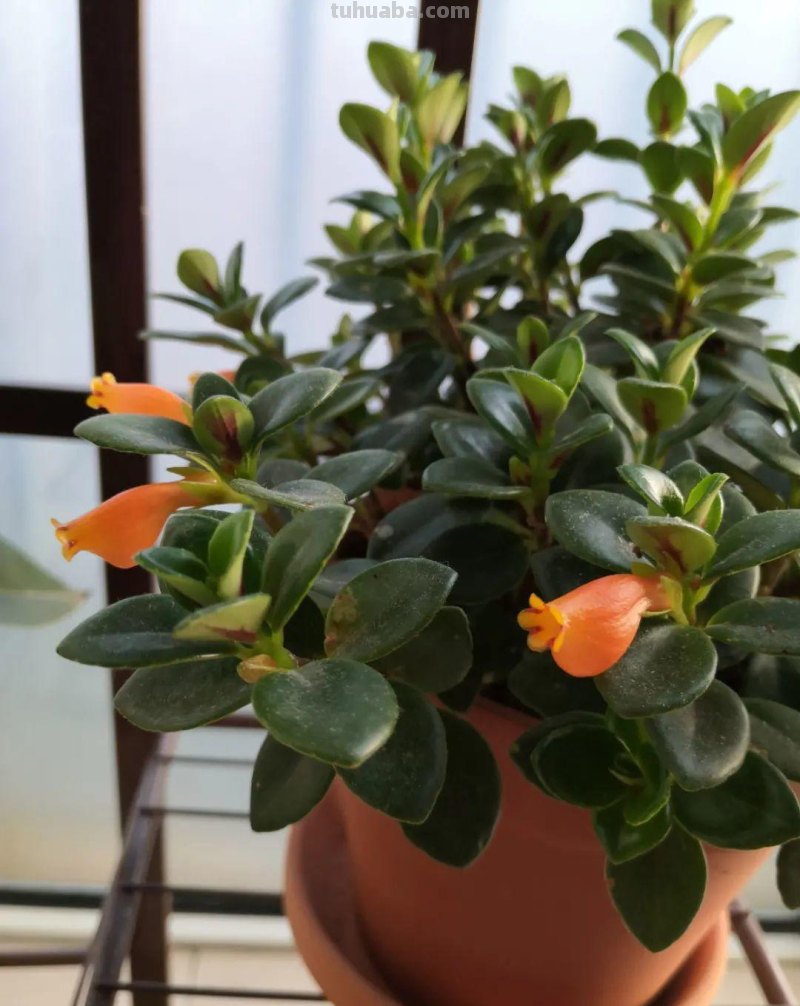 28种耐阴花，没光也能开爆盆，养在家里超有范儿