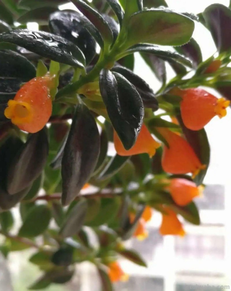 28种耐阴花，没光也能开爆盆，养在家里超有范儿