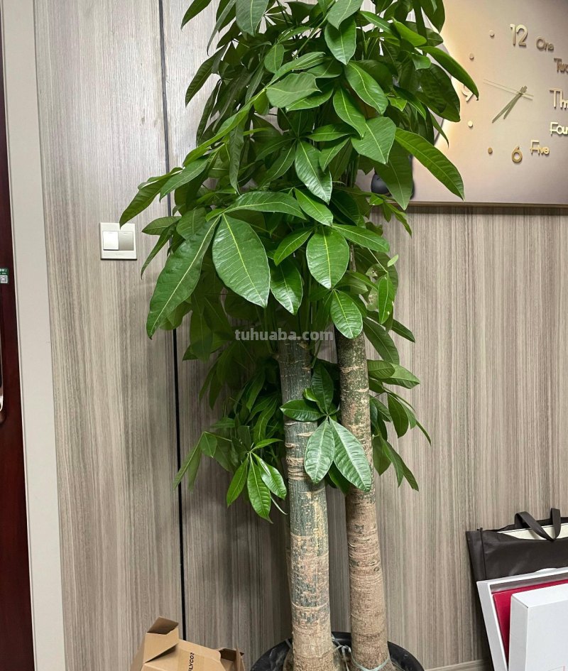室内养发财树，记住“3点”，枝叶漂亮茂盛浓绿，茎干粗壮绿油油