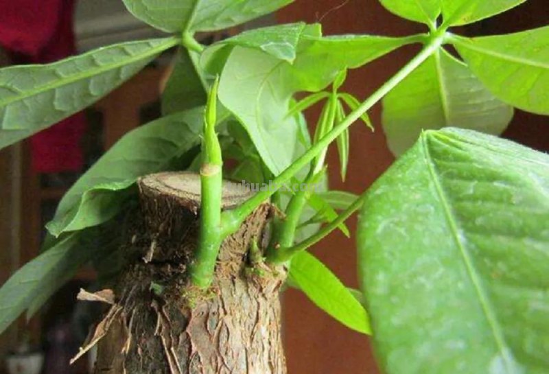 室内养发财树，记住“3点”，枝叶漂亮茂盛浓绿，茎干粗壮绿油油