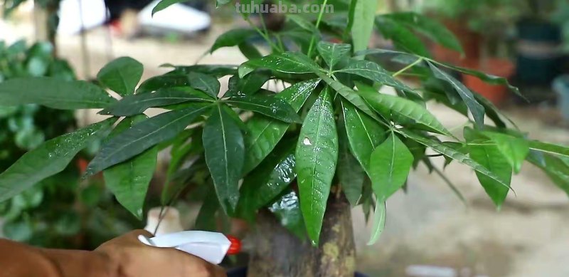 室内养发财树，记住“3点”，枝叶漂亮茂盛浓绿，茎干粗壮绿油油