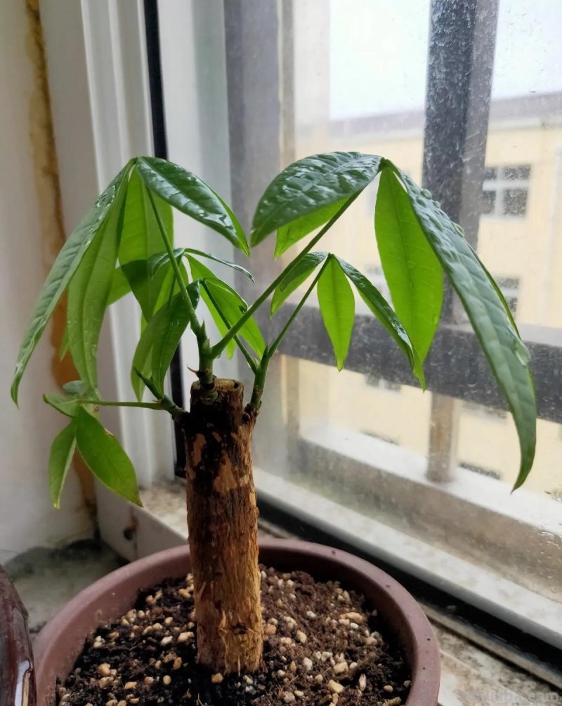 室内养发财树，记住“3点”，枝叶漂亮茂盛浓绿，茎干粗壮绿油油