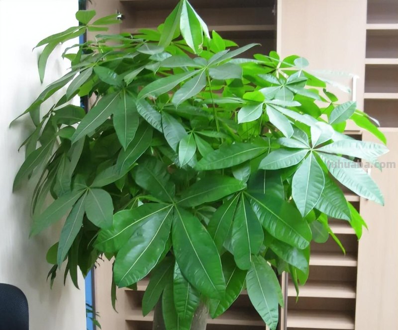 室内养发财树，记住“3点”，枝叶漂亮茂盛浓绿，茎干粗壮绿油油