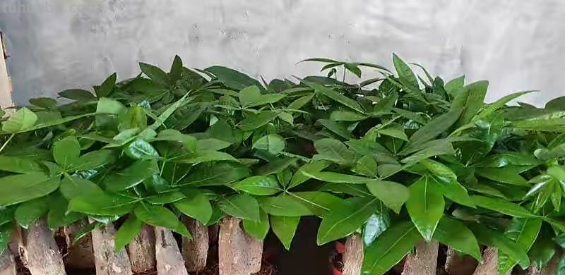 室内养发财树，记住“3点”，枝叶漂亮茂盛浓绿，茎干粗壮绿油油