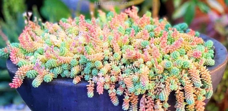 8款自带香味的多肉植物，皮实好养颜值高，新手轻松养好