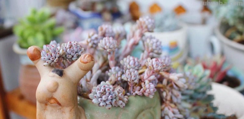 8款自带香味的多肉植物，皮实好养颜值高，新手轻松养好