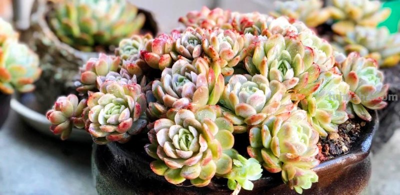 8款自带香味的多肉植物，皮实好养颜值高，新手轻松养好