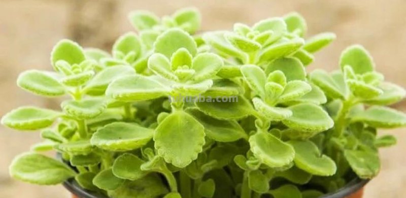 8款自带香味的多肉植物，皮实好养颜值高，新手轻松养好