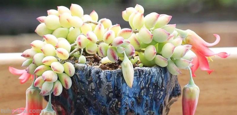 8款自带香味的多肉植物，皮实好养颜值高，新手轻松养好