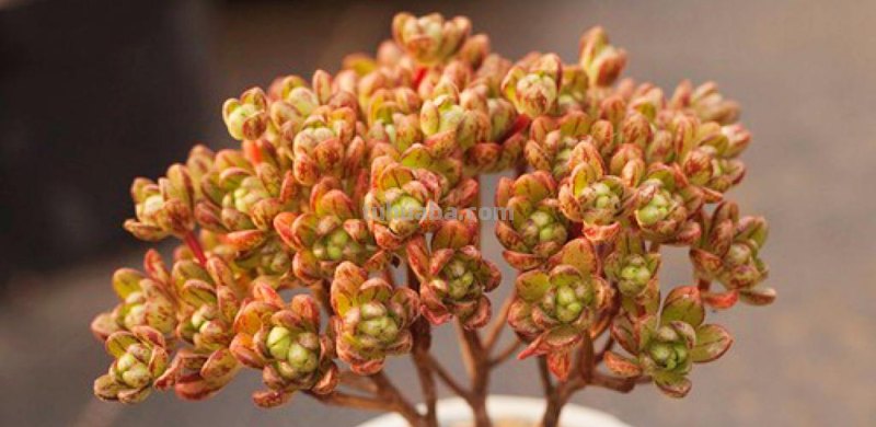 8款自带香味的多肉植物，皮实好养颜值高，新手轻松养好