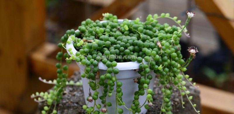 8款自带香味的多肉植物，皮实好养颜值高，新手轻松养好