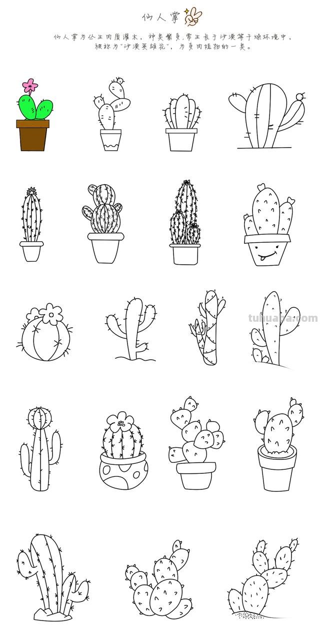 各种海洋生物及仙人掌简笔画集合！