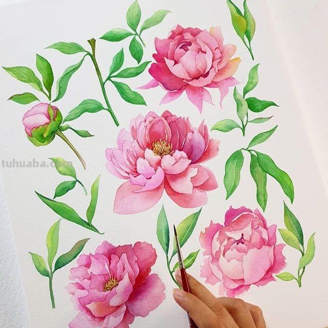 用艺术释放情感，用色彩渲染生活：清新的治愈系水彩花卉插画