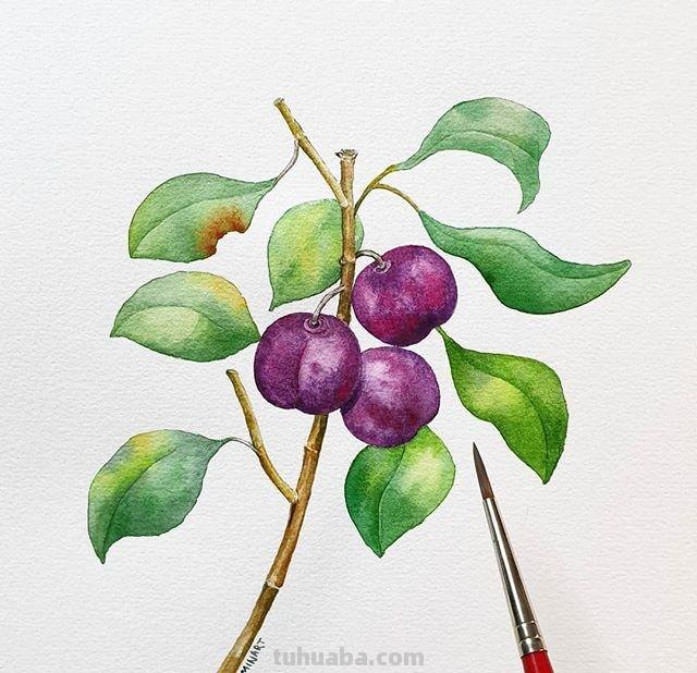 用艺术释放情感，用色彩渲染生活：清新的治愈系水彩花卉插画