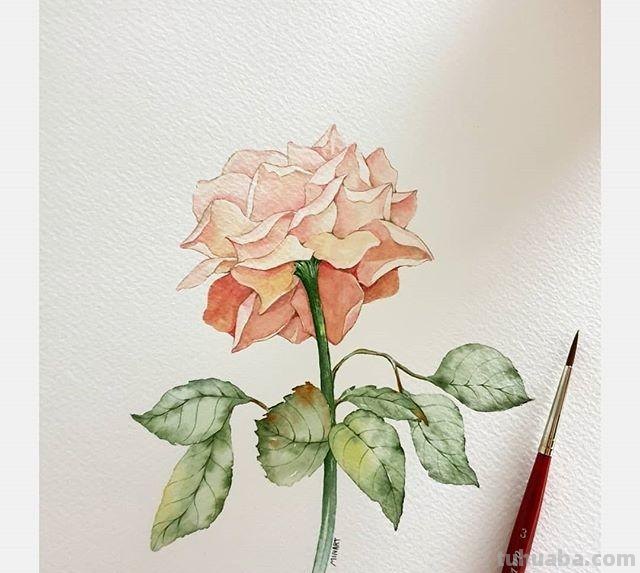 用艺术释放情感，用色彩渲染生活：清新的治愈系水彩花卉插画