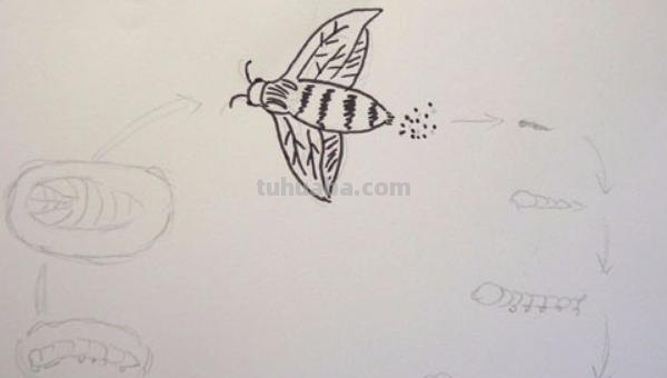 蚕怎么画彩铅素描（蚕怎么画彩铅素描图片）