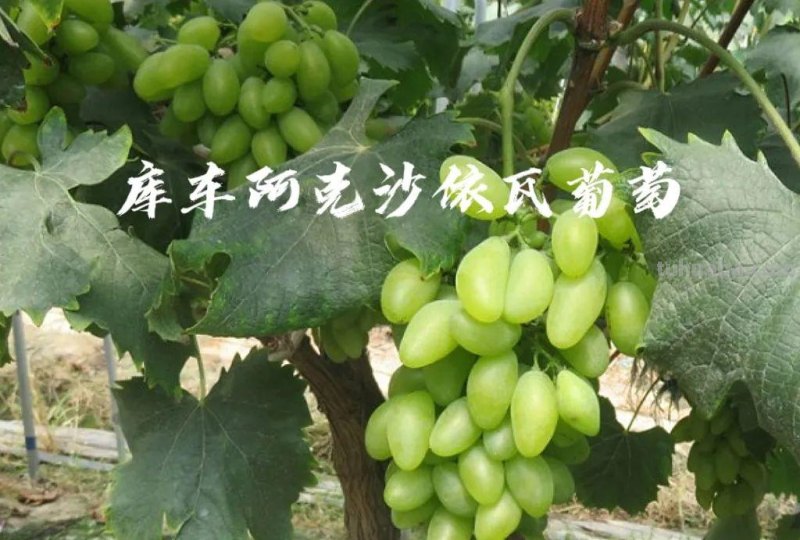 舌尖上的阿克苏，七县两市美食汇
