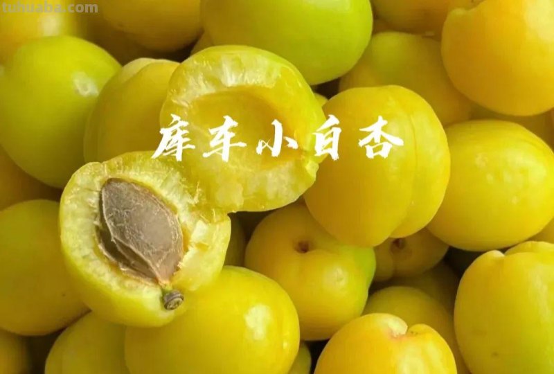 舌尖上的阿克苏，七县两市美食汇