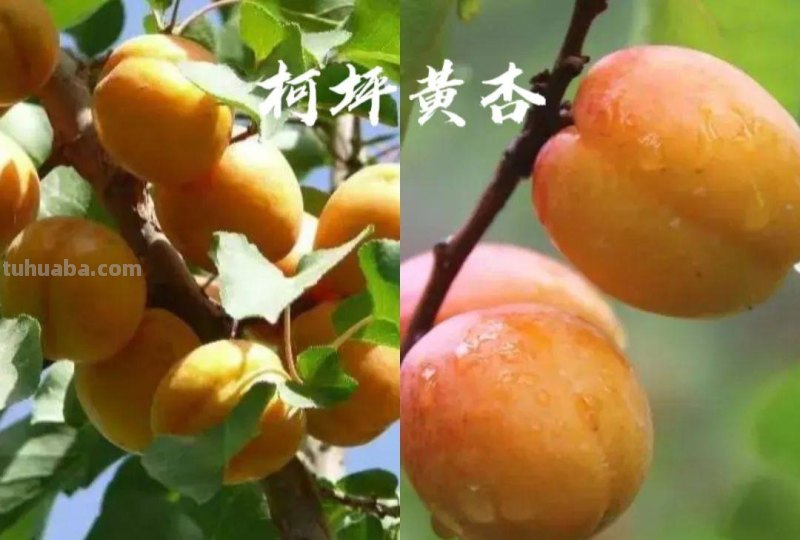 舌尖上的阿克苏，七县两市美食汇