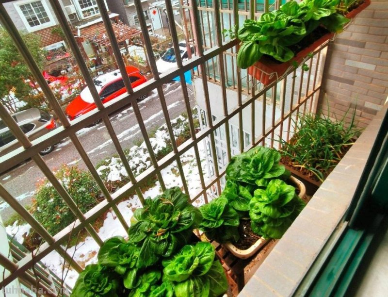 适合家庭种的“6种蔬菜”，发芽快长势旺，四季都能种，太安逸了