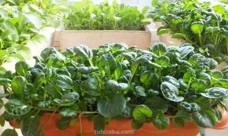 适合家庭种的“6种蔬菜”，发芽快长势旺，四季都能种，太安逸了