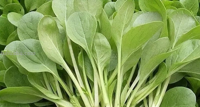 适合家庭种的“6种蔬菜”，发芽快长势旺，四季都能种，太安逸了