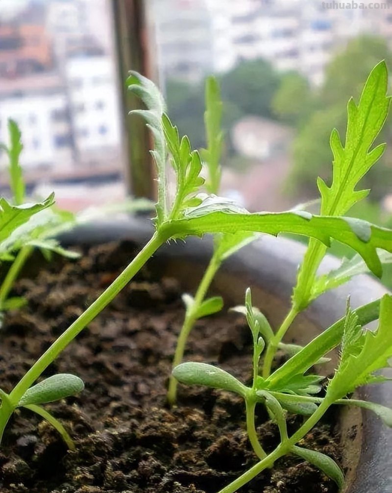 适合家庭种的“6种蔬菜”，发芽快长势旺，四季都能种，太安逸了