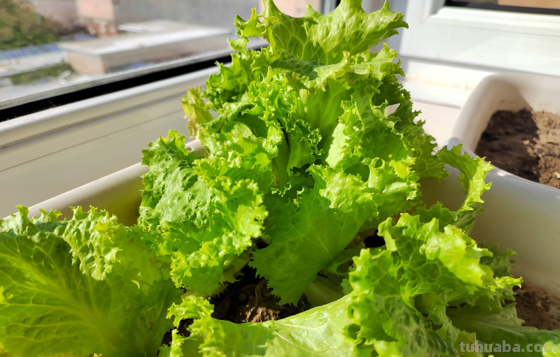 适合家庭种的“6种蔬菜”，发芽快长势旺，四季都能种，太安逸了