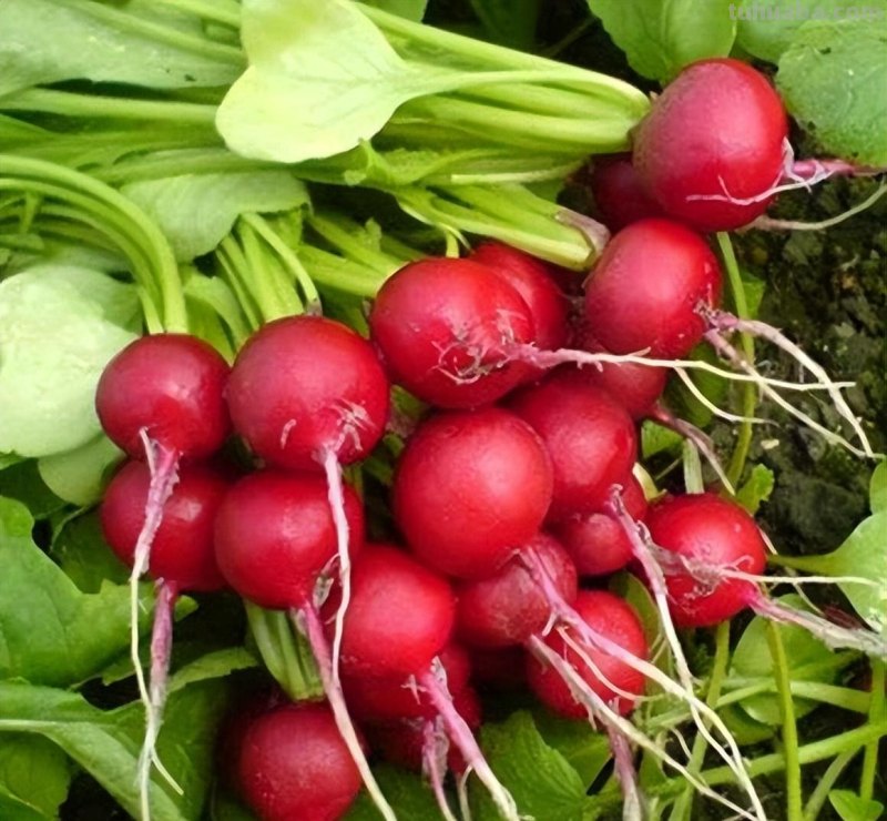 适合家庭种的“6种蔬菜”，发芽快长势旺，四季都能种，太安逸了