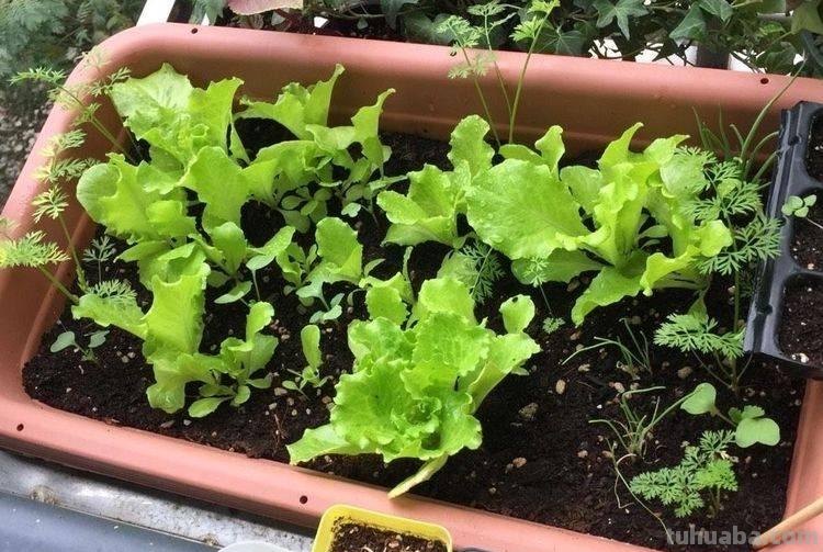 适合家庭种的“6种蔬菜”，发芽快长势旺，四季都能种，太安逸了