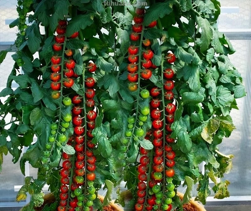 适合家庭种的“6种蔬菜”，发芽快长势旺，四季都能种，太安逸了