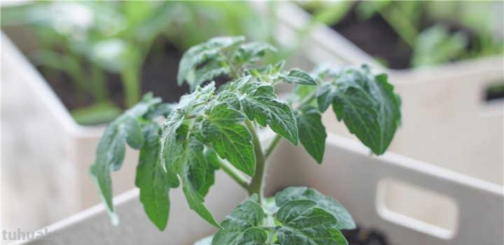 适合家庭种的“6种蔬菜”，发芽快长势旺，四季都能种，太安逸了