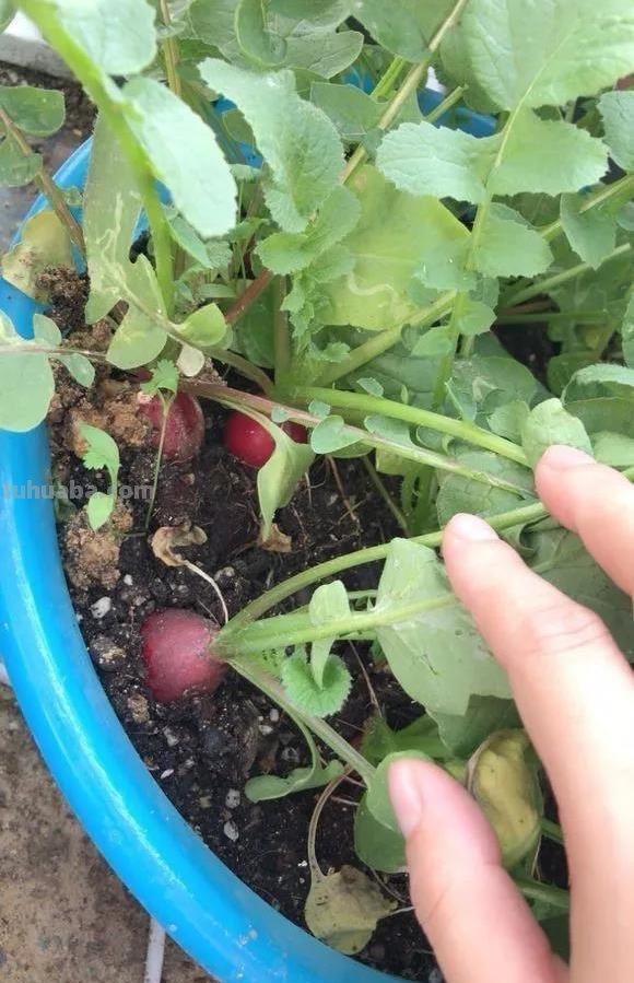 适合家庭种的“6种蔬菜”，发芽快长势旺，四季都能种，太安逸了