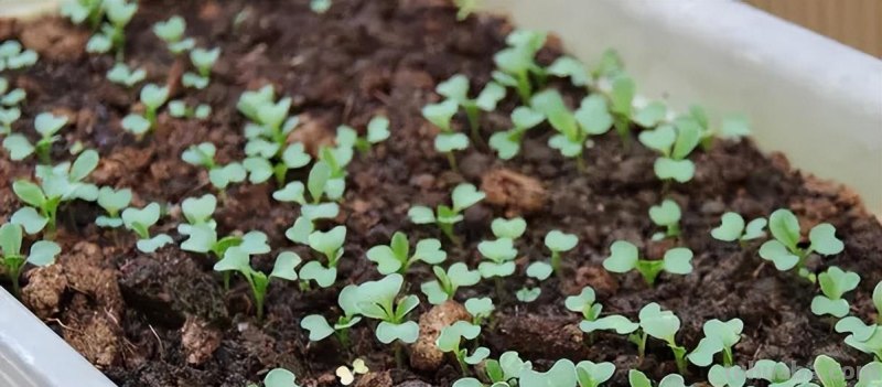 适合家庭种的“6种蔬菜”，发芽快长势旺，四季都能种，太安逸了