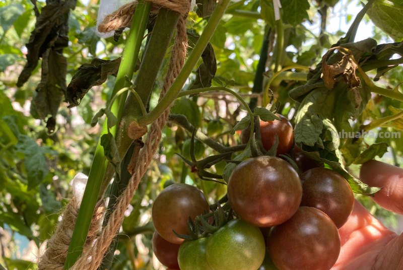 适合家庭种的“6种蔬菜”，发芽快长势旺，四季都能种，太安逸了