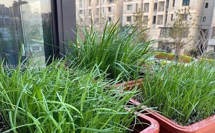 适合家庭种的“6种蔬菜”，发芽快长势旺，四季都能种，太安逸了