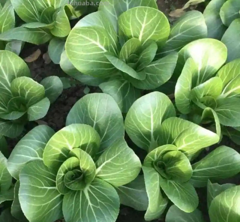 适合家庭种的“6种蔬菜”，发芽快长势旺，四季都能种，太安逸了