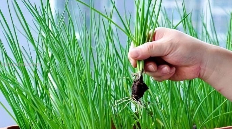 适合家庭种的“6种蔬菜”，发芽快长势旺，四季都能种，太安逸了