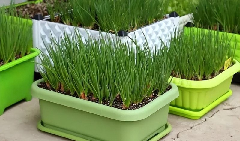 适合家庭种的“6种蔬菜”，发芽快长势旺，四季都能种，太安逸了