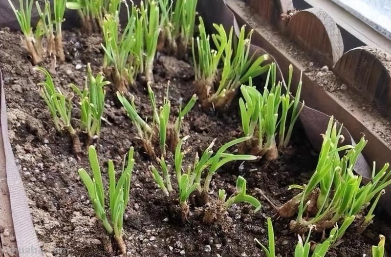 适合家庭种的“6种蔬菜”，发芽快长势旺，四季都能种，太安逸了