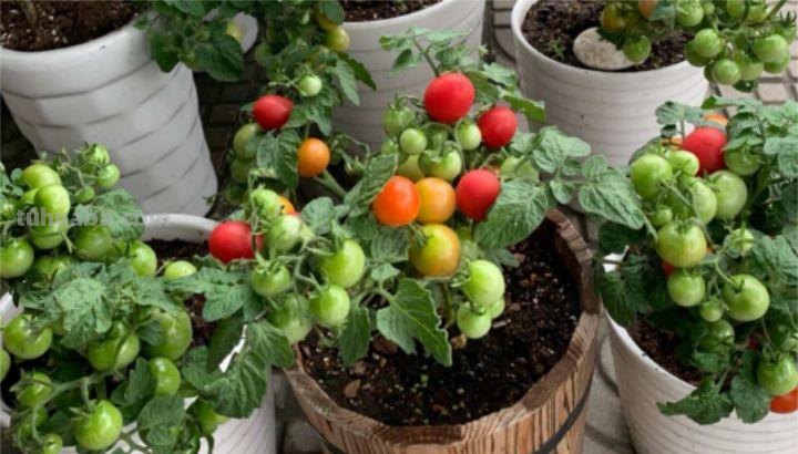 不用院子，咱家阳台也能种菜，长得比吃的还快