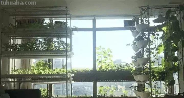 不用院子，咱家阳台也能种菜，长得比吃的还快