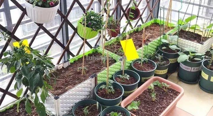 不用院子，咱家阳台也能种菜，长得比吃的还快